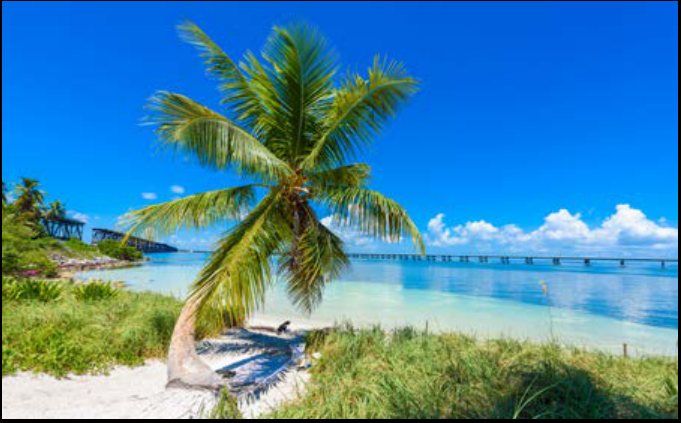 Palm tree on a Florida Keys beach